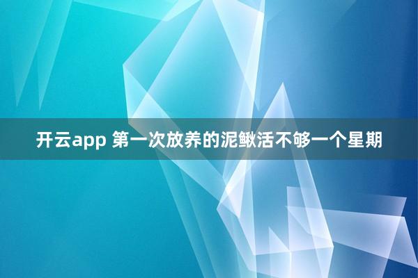 开云app 第一次放养的泥鳅活不够一个星期